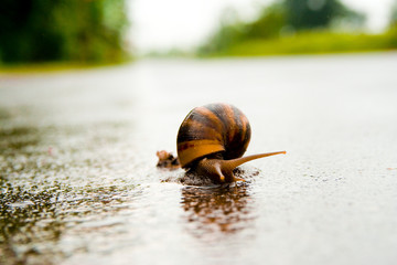 snail crossing the road