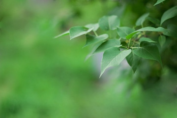 Green leaves