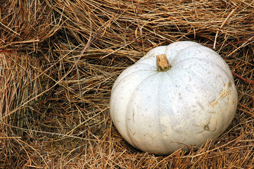White Pumpkin
