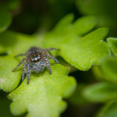 Ragno su foglia verde