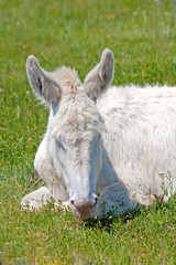 Fototapeta premium White donkey resting