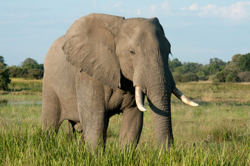 Obraz na płótnie Canvas Elephant in Long Grass
