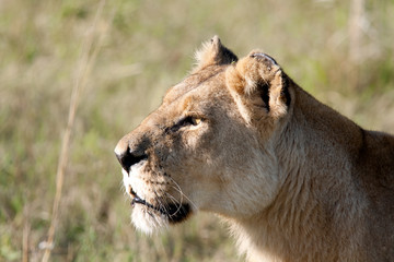 Fototapeta na wymiar Lioness Headshot Profile