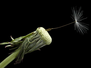 One seed on dandelion