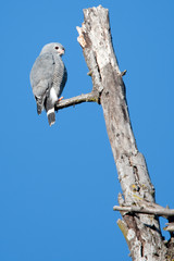 Lizard Buzzard