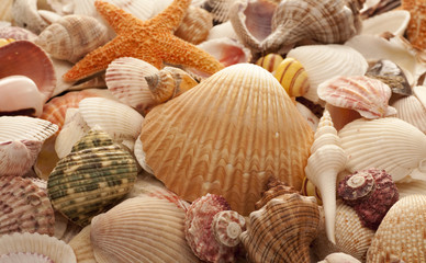Sea Shell Background