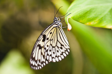 Paper kite butterfly hanging on leaf