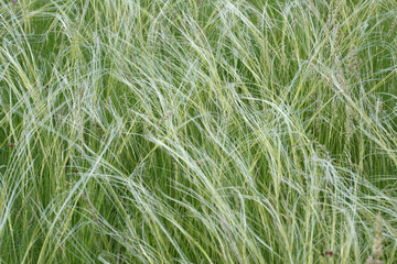 steppe feather grass