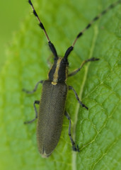 bug on green to a leaf