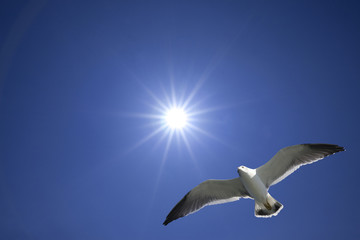 太陽にカモメが飛ぶ