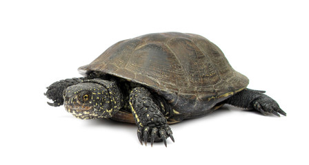 Turtle tortoise terrapin