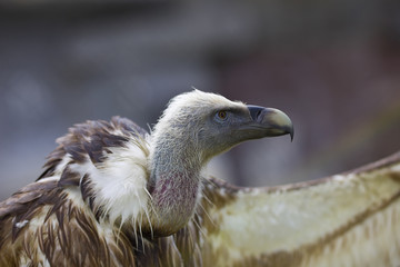 Griffin Vulture with open wing
