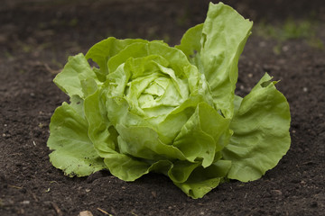 Kopfsalat im Kleingarten © UbjsP