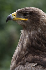 Fototapeta premium Steppenadler