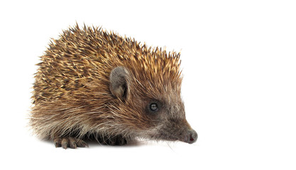 Hedgehog  European Erinaceus europaeus