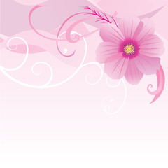 vector illustration of cosmos flower