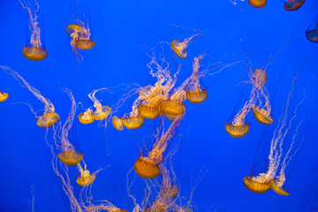 Fototapeta na wymiar Jelly fishes in the ocean