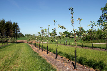 Fototapeta na wymiar Young trees in cider apple orecahrd