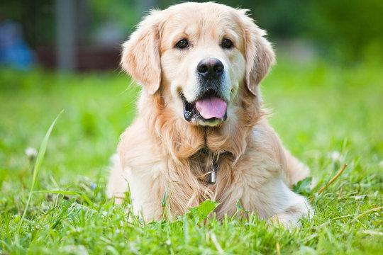 Gold retriver on grass