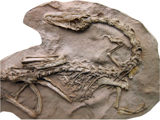 20100530_恐竜の骨格