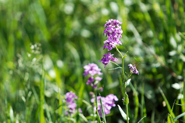 violette