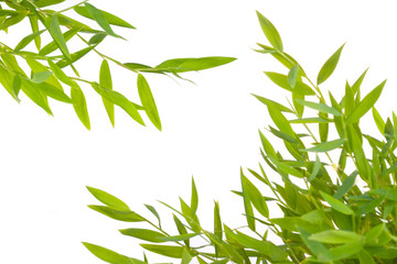 Obraz premium Branch leaf