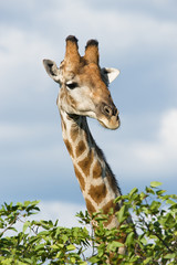 Giraffe - 23112063