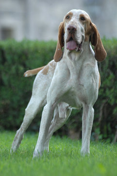 BRACCO ITALIANO