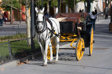 Horse and Carriage