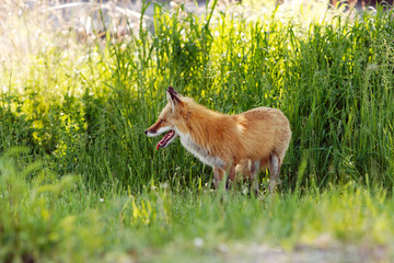 renard