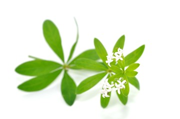 Blätter, Waldmeister