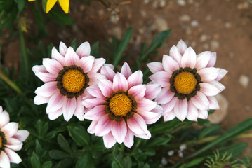 fiori