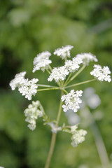 elderflower