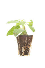 Plant seedling