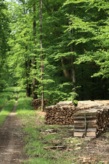 bois de chauffage en forêt