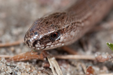 Blindschleiche, makro des Kopfes