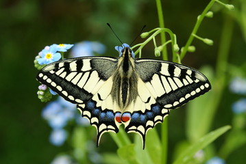 Naklejka premium Schwalbenschwanz Papilio machaon