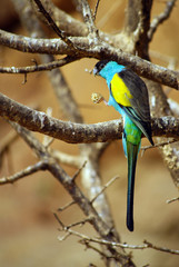 Small parrot eating perched on a wooden bar