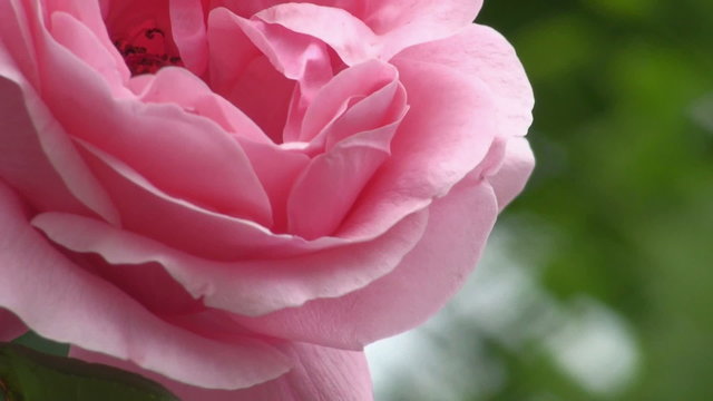 hd-1080p--pink rose moving in the wind in the garden