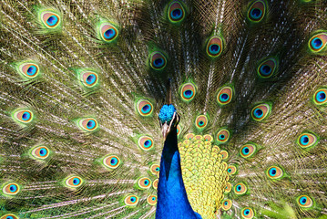 Naklejka premium Bright colorful peacock