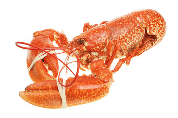 Whole cooked lobster