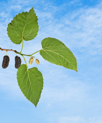 Black mulberry