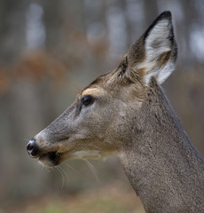 Fototapeta premium fall deer