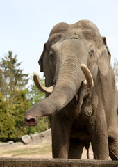 hungriger Elefant