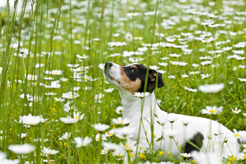 JackRussel10