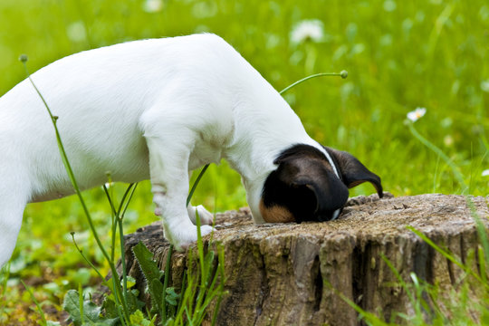 JackRussel3