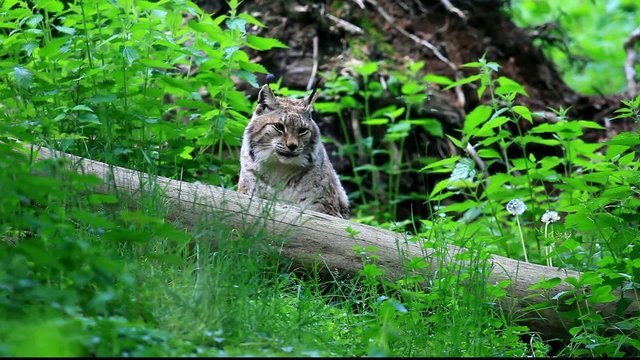 luchs