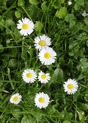 Fototapeta premium Gänseblümchen