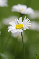 Gänseblümchen