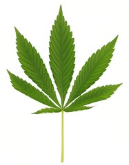 leaf of cannabis on white background